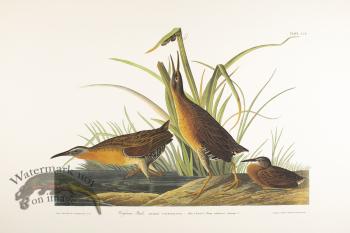 Virginia Rail